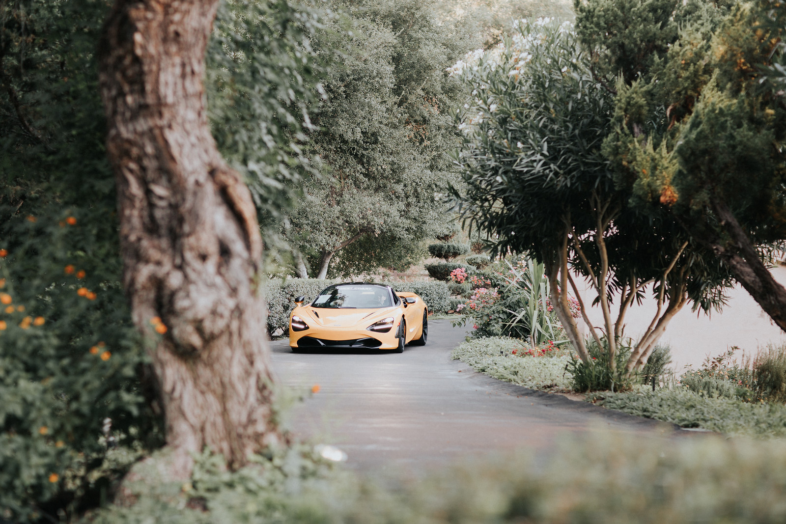 ceremony 29 X3 A yellow sports car is parked on a paved driveway surrounded by lush green trees and plants.