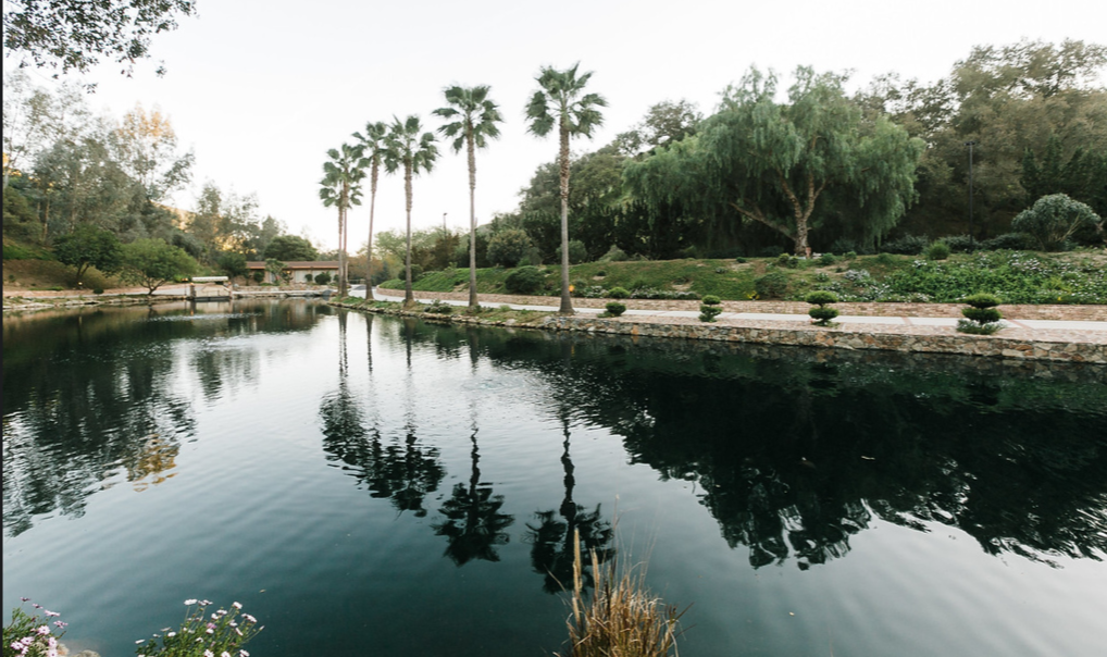 A calm pond bordered by a stone path, lined with palm trees and dense greenery, with trees reflected in the water.